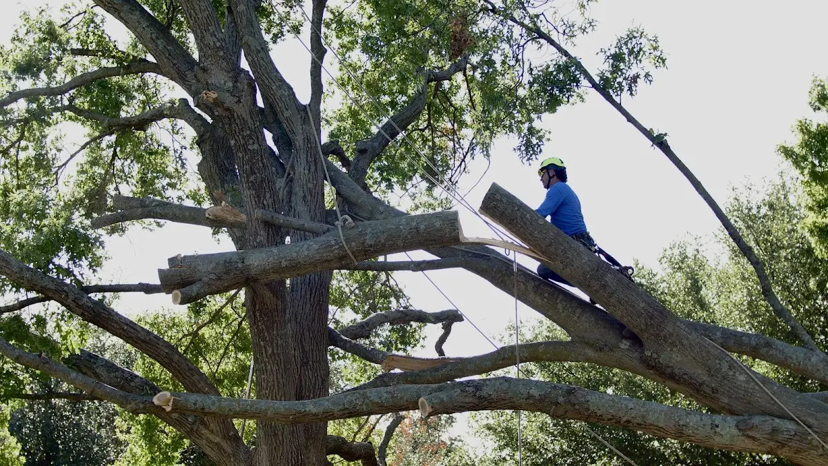 Professional Crown Thinning performed by certified arborists in Pinehurst